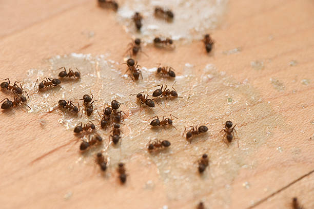 Best Local Pest Control Services  in Holden, MO